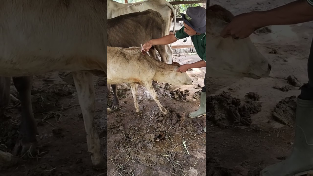 Pemberian obat pemacu pertumbuhan sapi kerdil.