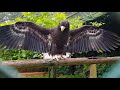 Common raven bullying a stellers sea eagle