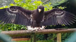 Common raven bullying a Steller's sea eagle