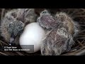 Backyard Bird Watching: Mourning Dove Nest 5 Weeks Complete Documentary