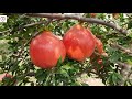 Pomegranet farming  Success strory  - #dalimb status #shetkari#Success#viralvideo