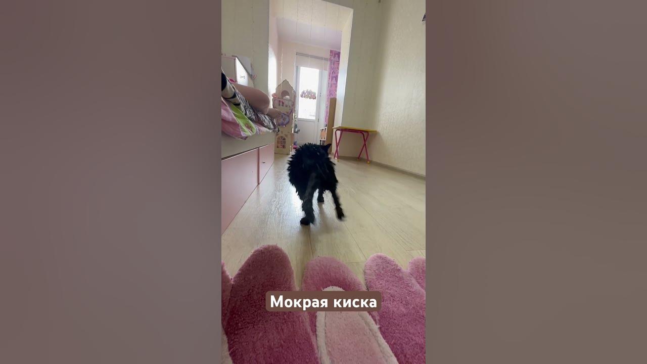 Мокрая кошка! - YouTube