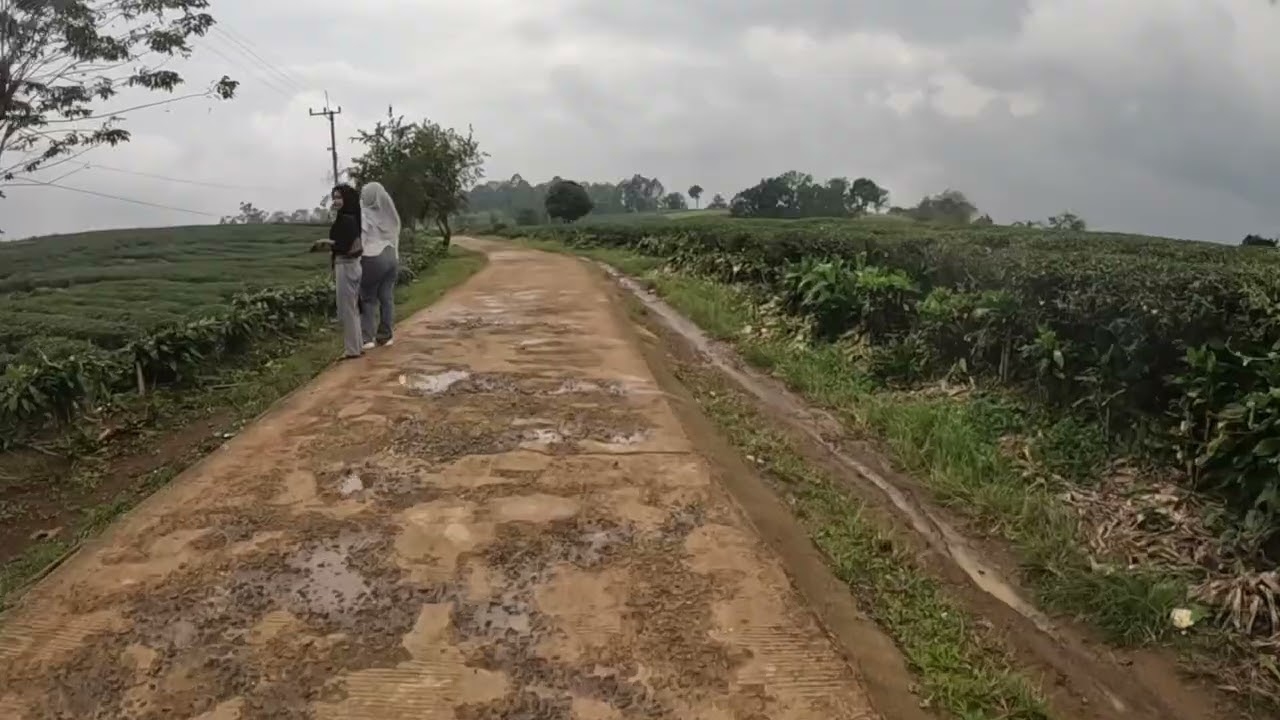 Kebun Teh 63 Cirangsad, Kec. Cigudeg, Kab. Bogor, 22 Desember 2024