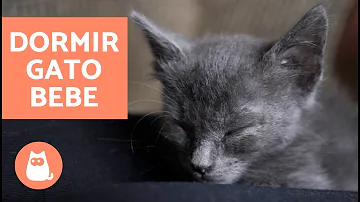 ¿Cómo se duerme con gatitos bebés?