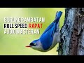 Masteran Rambatan Jernih Ngerol Tembak Jeda Menit Mp3 - Mp4 Download