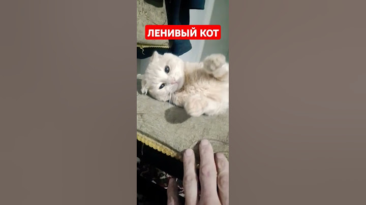 #юмор ЛЕНИВЫЙ КОТ