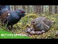 Capercaillie Chicks Leave the Nest on Day One | Bird Life-Cycle Story
