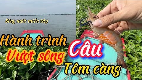 Hành trình vượt sông Hậu câu tôm càng xanh ,tôm ăn lia lịa/Shrimp fishing @HoangDuyMienTay