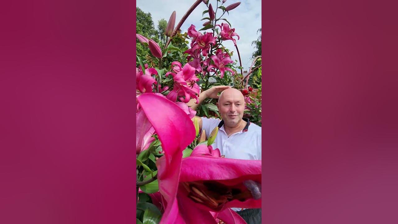 Июльские лилии ,гиганты в моем саду !!! - YouTube