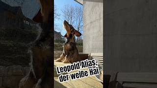 Leopold - Ein Ausgebuffter Ran-Schleichtechniker