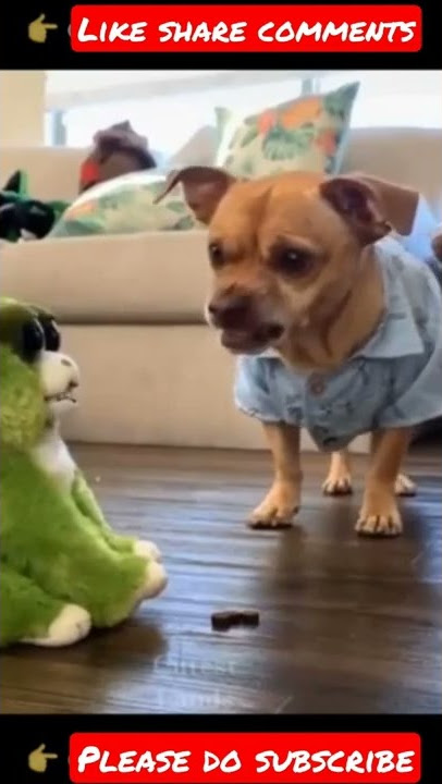 best funny animals video 2022