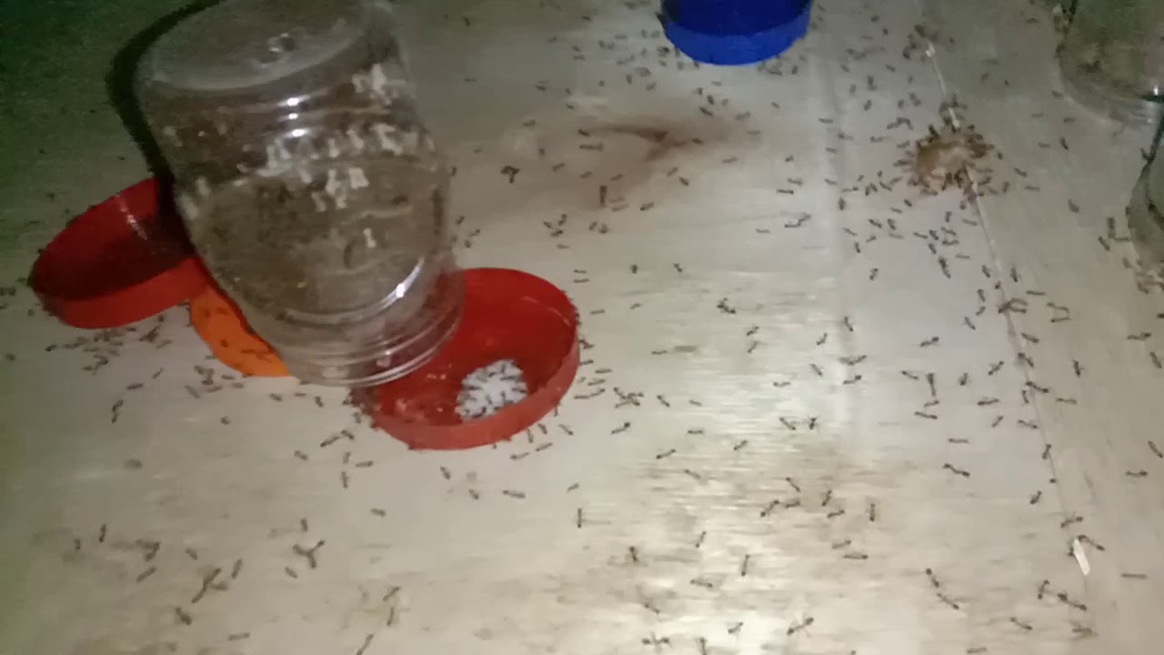 Kontrol Kandang Ternak Kroto Semut Rangrang, Hal Yang Harus Di