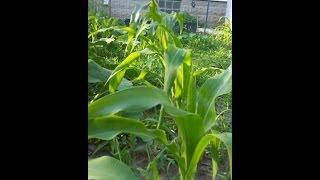 Starting Corn, Checking Soil Temp & Using a Planting Stick - The Wisconsin Vegetable Gardener