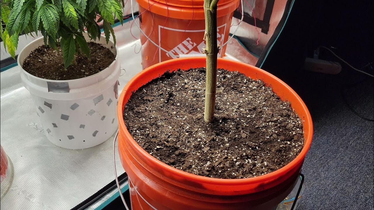 How & why to use Molasses when watering your plants?! YouTube