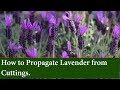 How to Propagate and grow Lavender from Cuttings