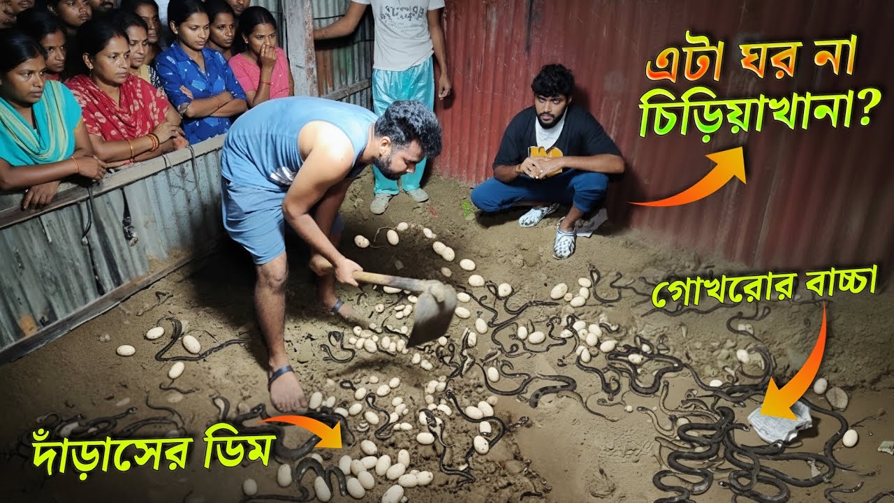 যুগ যুগ ধরে ঘরে সাপ থাকছে মানুষের সাথেই! গোখরোর বাচ্চাও পেলাম, দাঁড়াসের ডিমও পেলাম একই জায়গায়! 