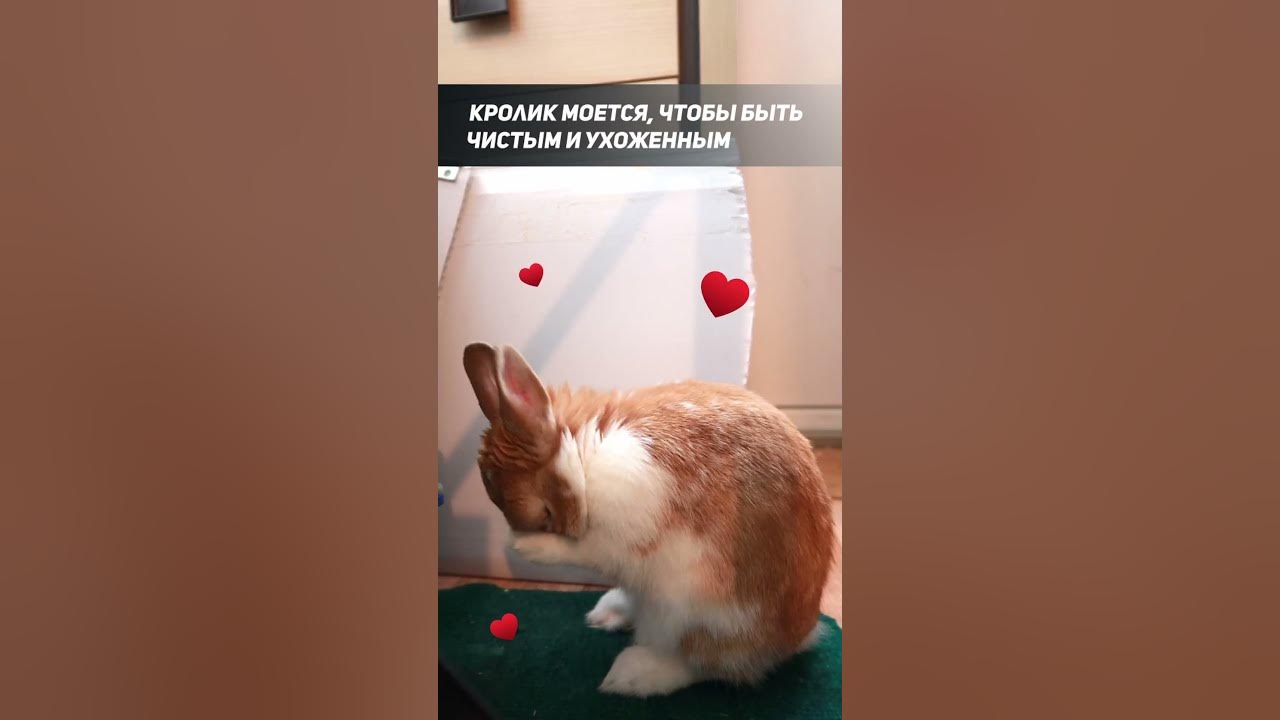 Кролик часто моется потому, что скучает по маме? - YouTube