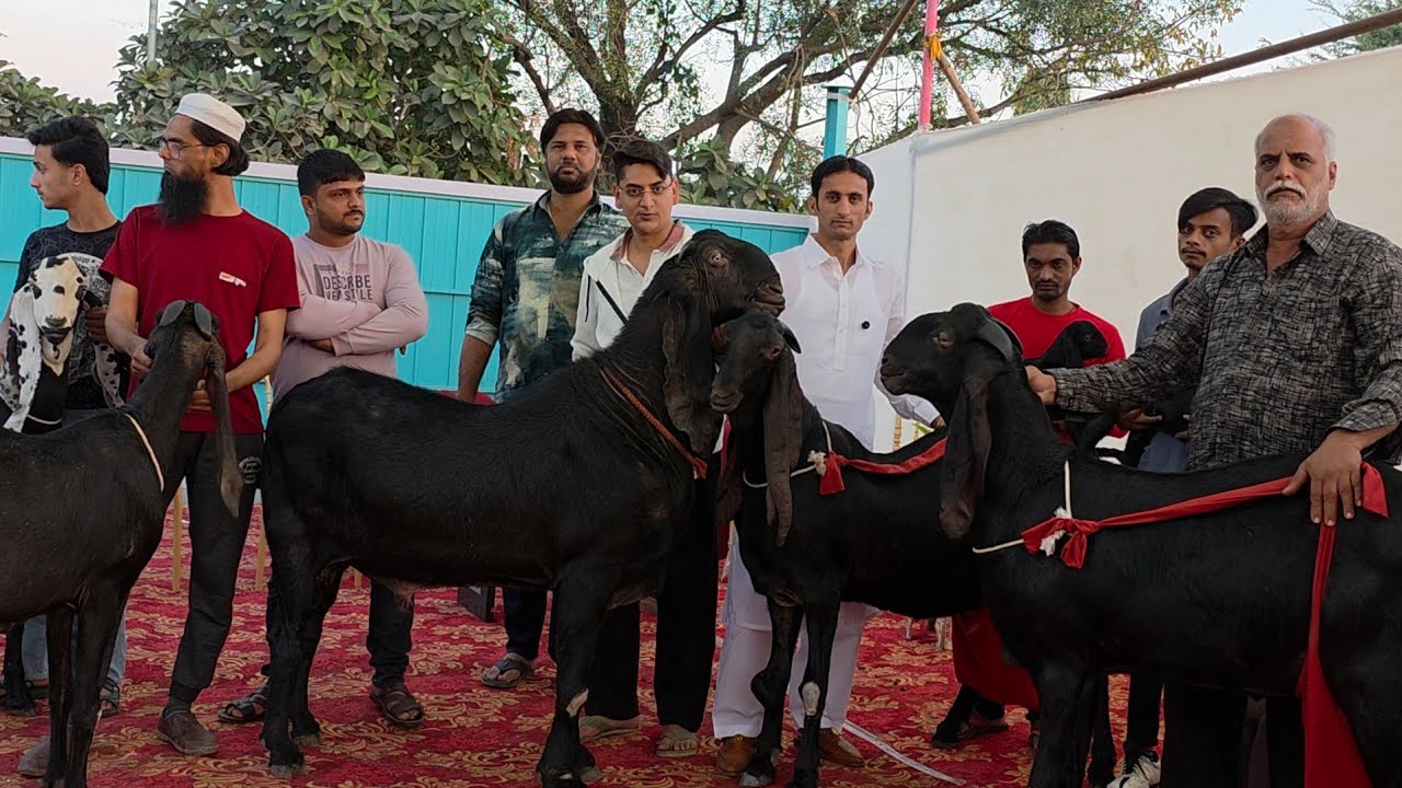 Ustad Saleem Kokni Ki Top Class Amritsari Beetal Goats In India 🇮🇳 | Mamu Bloodline Goats Nashik.