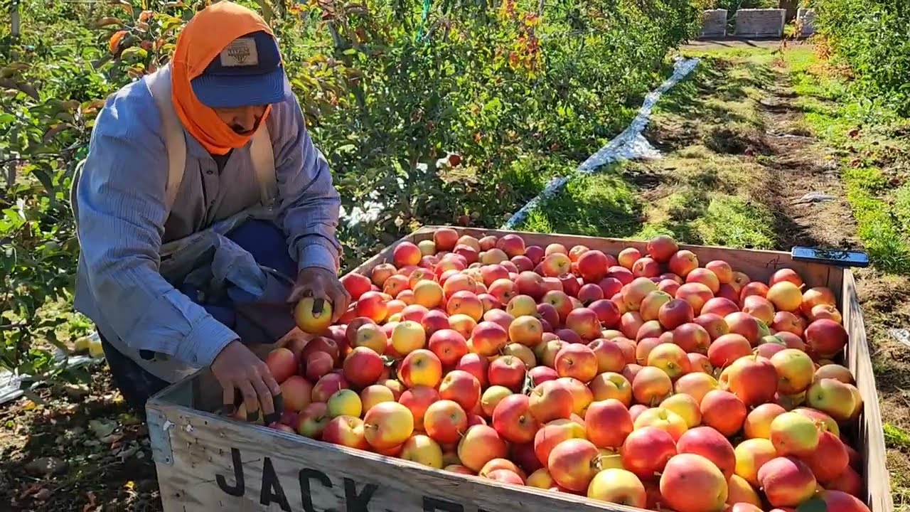Una de las manzanas nuevas yamada corou primera ves que la pruebo