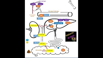 (Part 1 Jaundice  (bilirubin metabolism