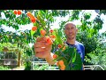 How to grow cherries complete growing guide and harvest