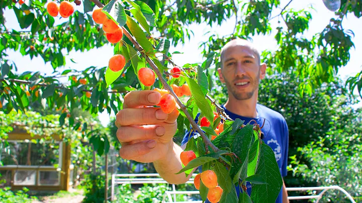 How to Grow Cherries, Complete Growing Guide and Harvest - DayDayNews