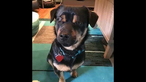 Maurice M Pine, Fair Lawn Library-Poetry with Oscar 2