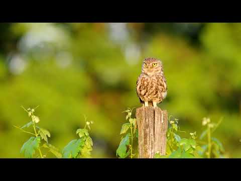 Video: Tajomné Nočné Zvuky - Alternatívny Pohľad