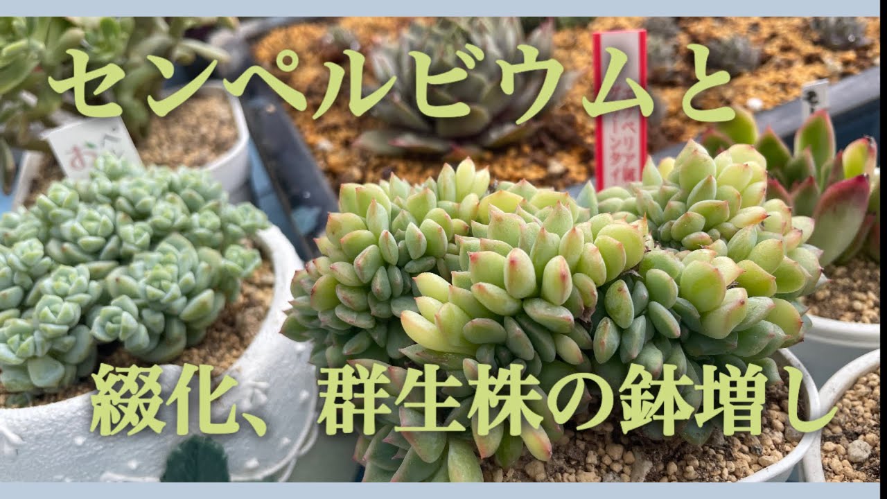 多肉植物】#50センペルビウムと綴化、群生株の鉢増し - YouTube