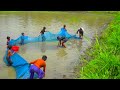 Net fishing  best traditional net fishing in village with beautiful nature abtvbd