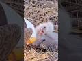 Poor eagle baby is suffering from food getting stuck in his throat😥#bird #chick @WindowToWildlife