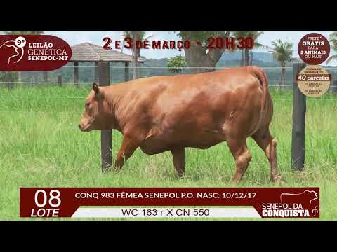 LOTE 08 CONQ 0983