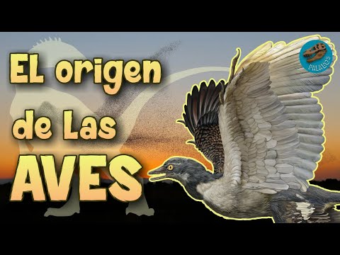 Video: La Caspa De Dinosaurio Proporciona Información Sobre La Evolución Prehistórica De Las Aves