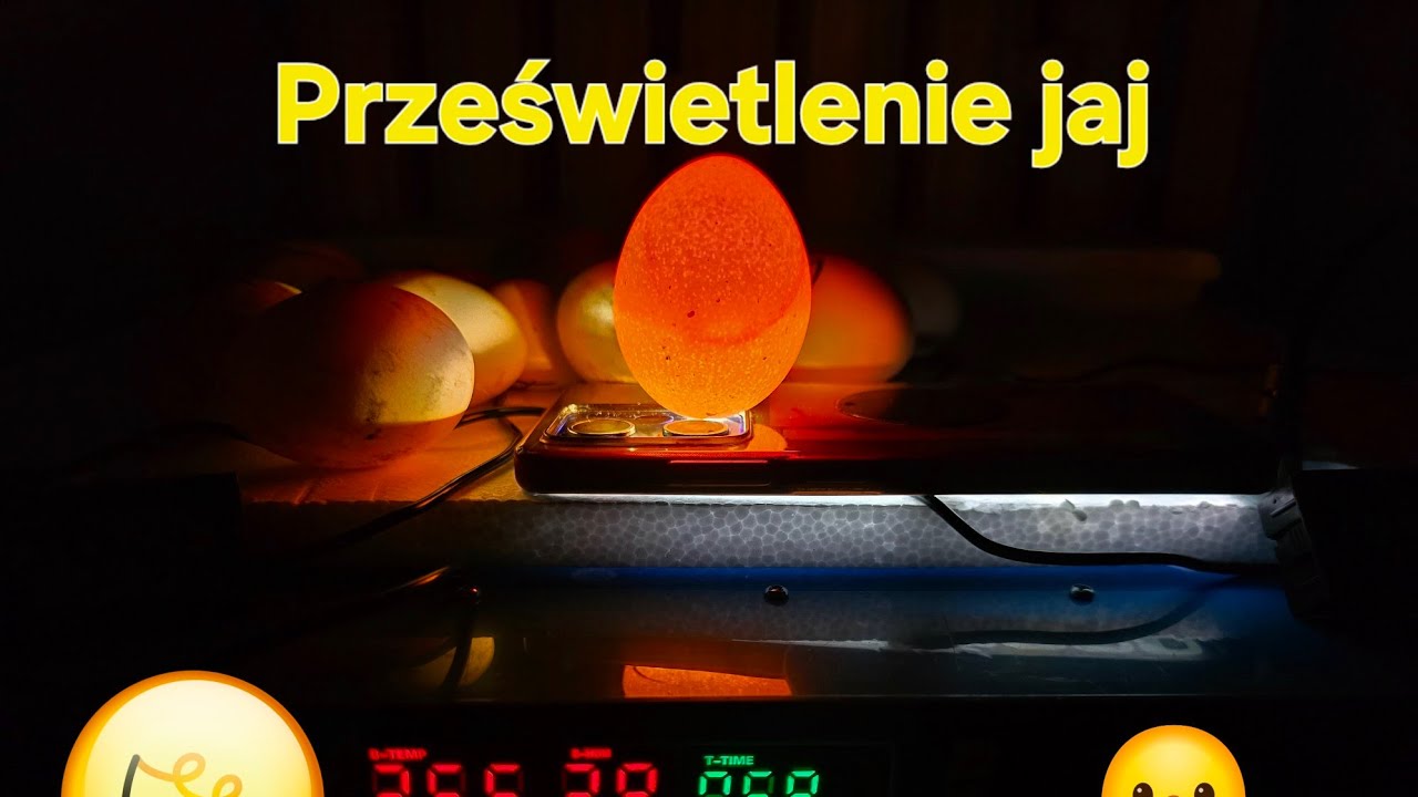 Inkubacja jaj CZ.2 🥚 Prześwietlenie jajek 🔦🥚