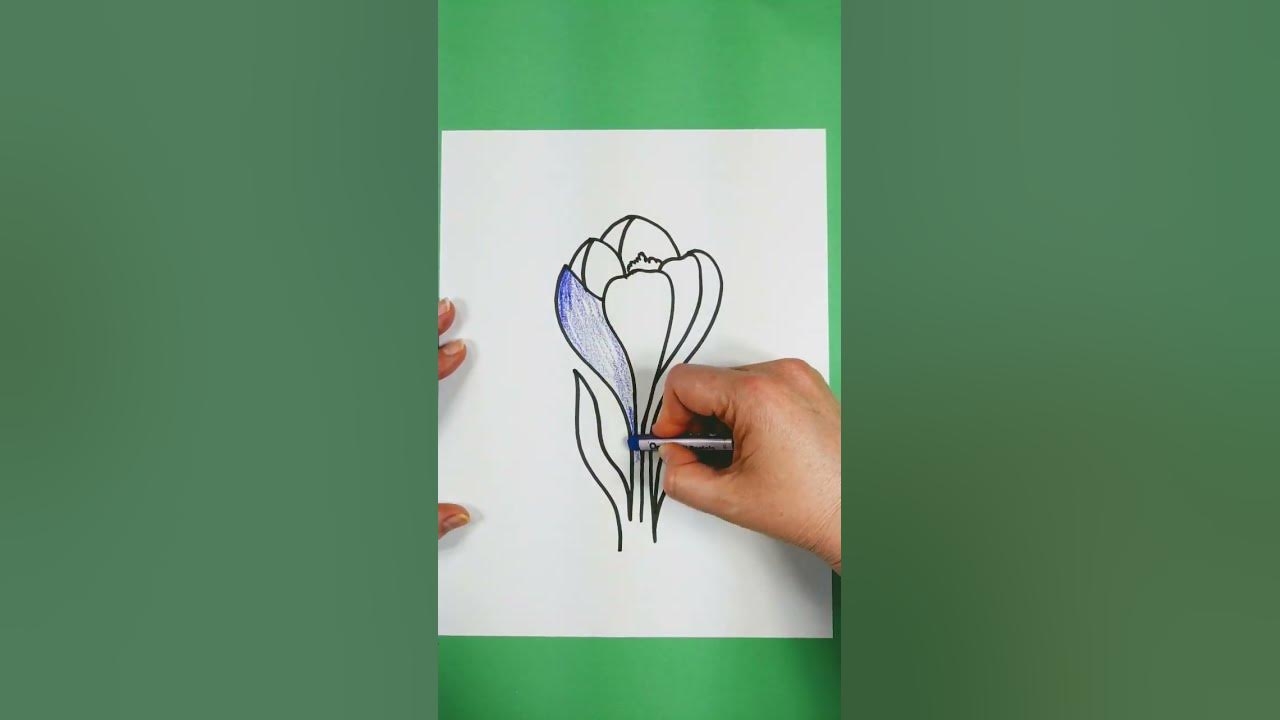 How To Draw Crocus Flower . Як намалювати крокус. - YouTube