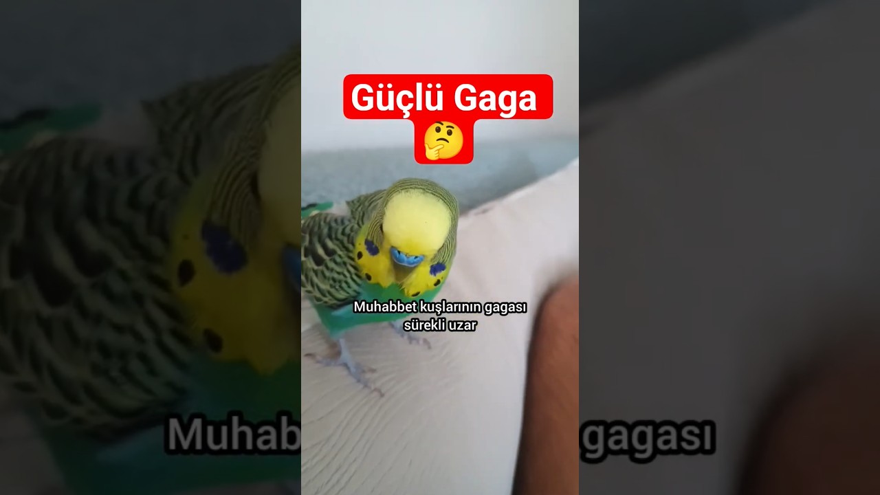 Bu Besin Gagasını Güçlendirir! Doğal Kalsiyum MuhabbetKuşu #GagaSağlığı #SepiaTaşı #KuşBakımı