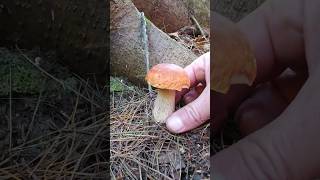 King Bolete (PORCINI) Mushroom Identification #food