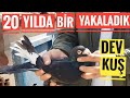 EN SON 20 YIL ÖNCE YAKALANAN GÜVERCİN