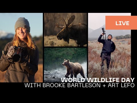 World Wildlife Day with OM SYSTEM