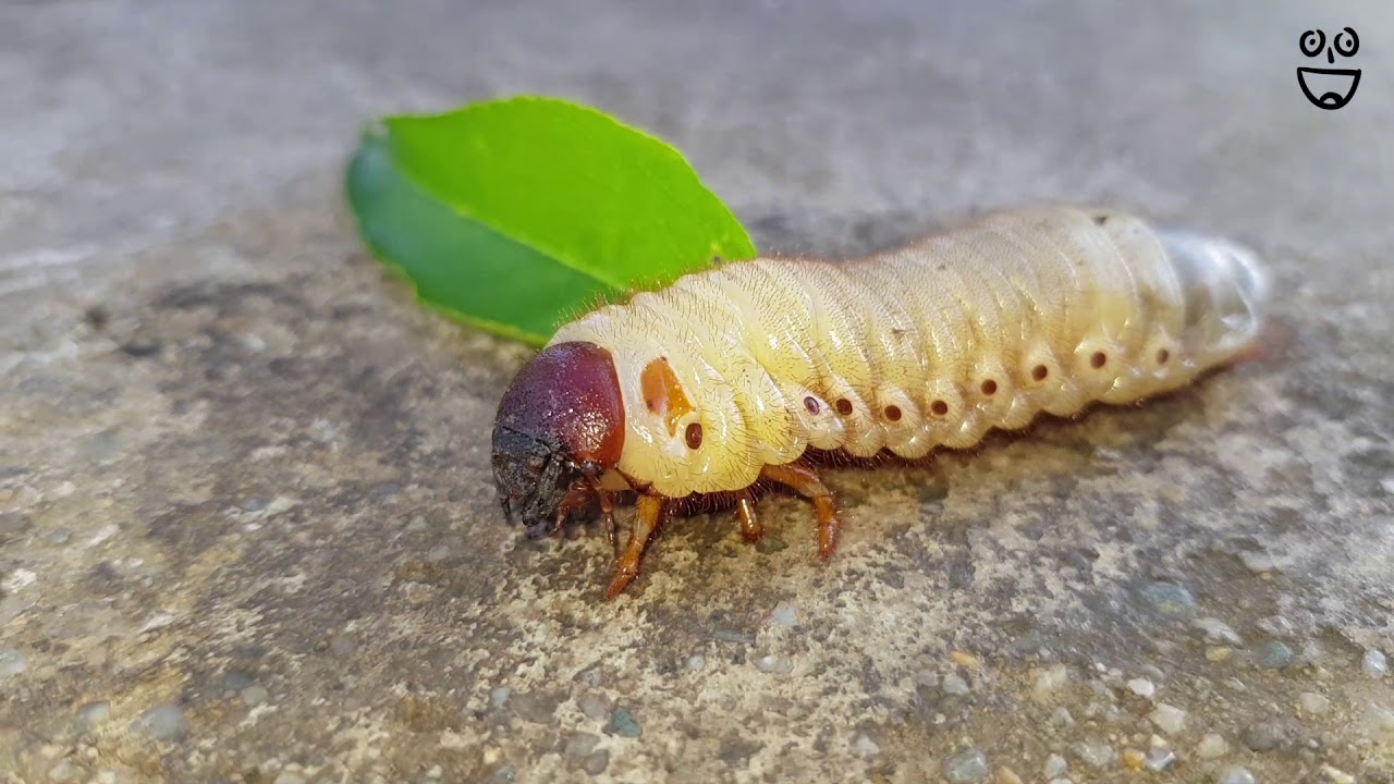 Larvă( gen carie de lemn) , gigantică...Larva (like wood decay), gigantic