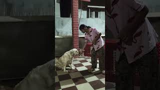 ammu ruby 🥰 cute video 🥰 subscribe like share comment cheyandi 🥰 #voice #video #pets #shorts #viral