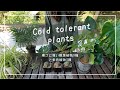 【日本の冬にも耐える!!】寒さに強い観葉植物9種(&おまけ3種)