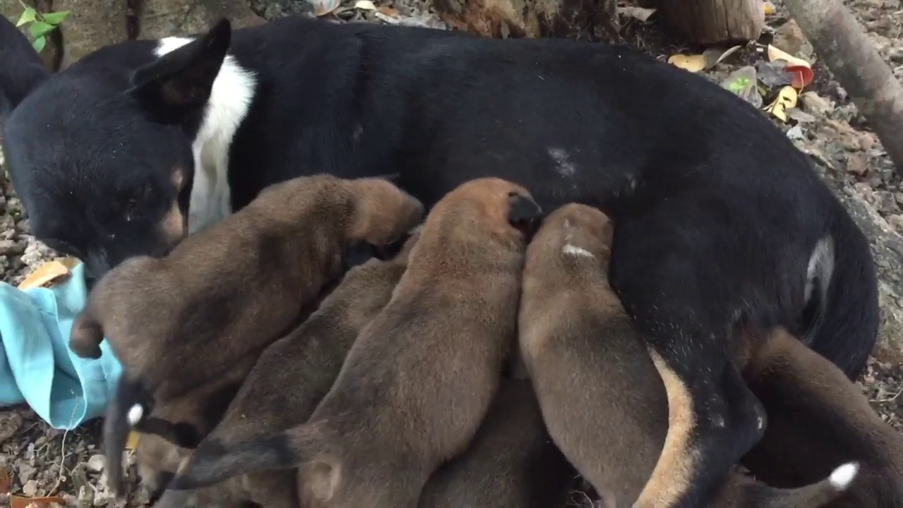 Breastfeeding Dog Mom with 8 puppies YouTube