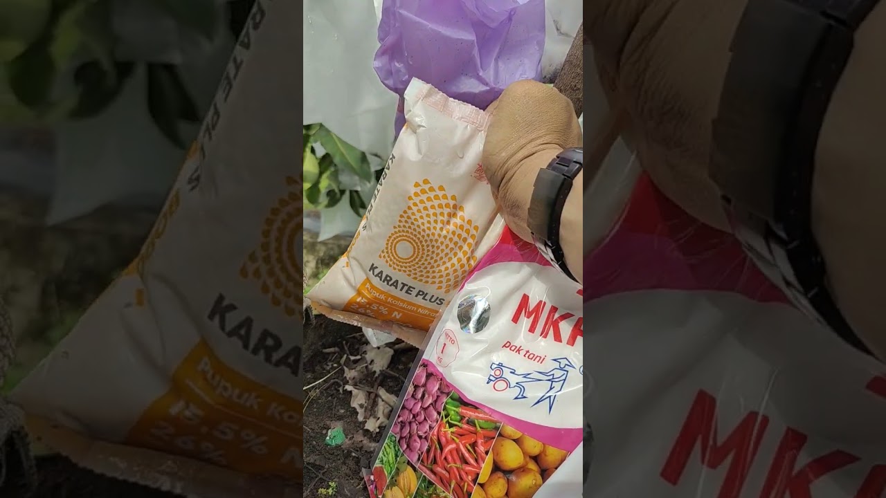 Pupuk jambu air yang bikin tidak berhenti berbunga