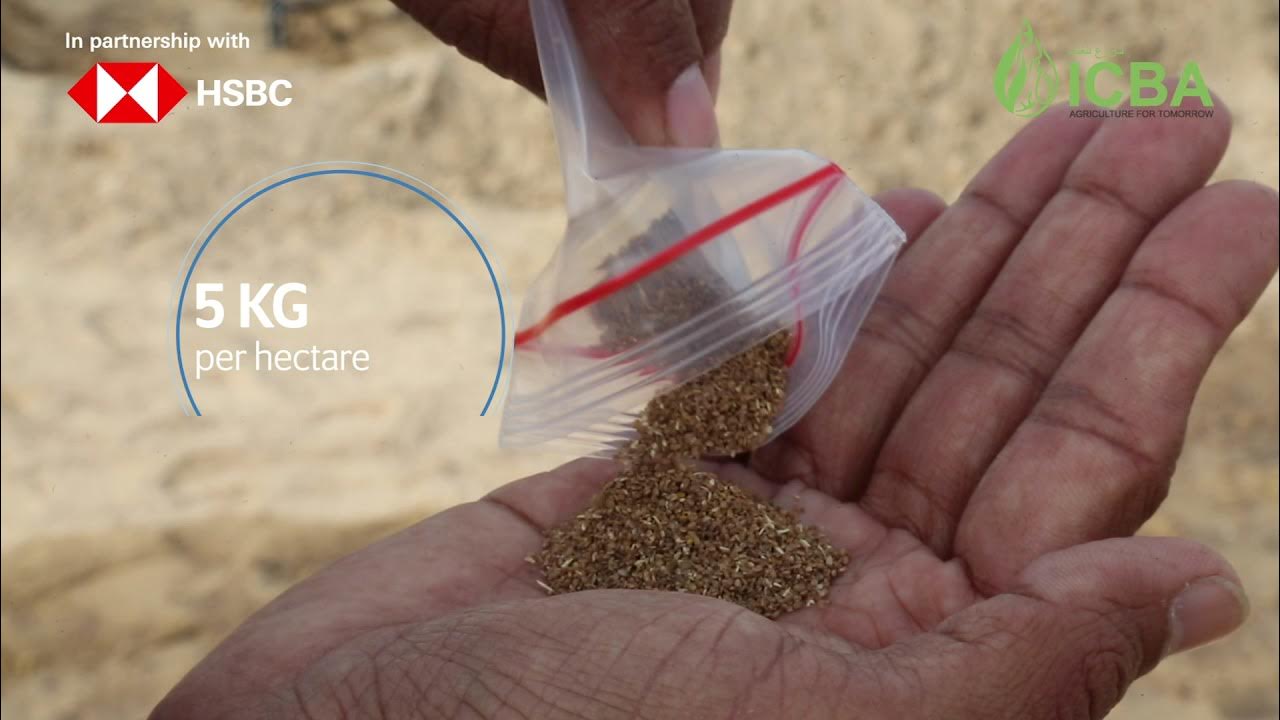 Quinoa and Salicornia sowing (Urdu) YouTube