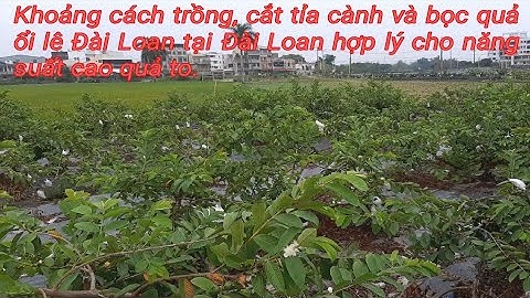 Khoảng cách trồng, cắt cành tạo tán và bọc quả ổi lê Đài Loan tại Đài loan.