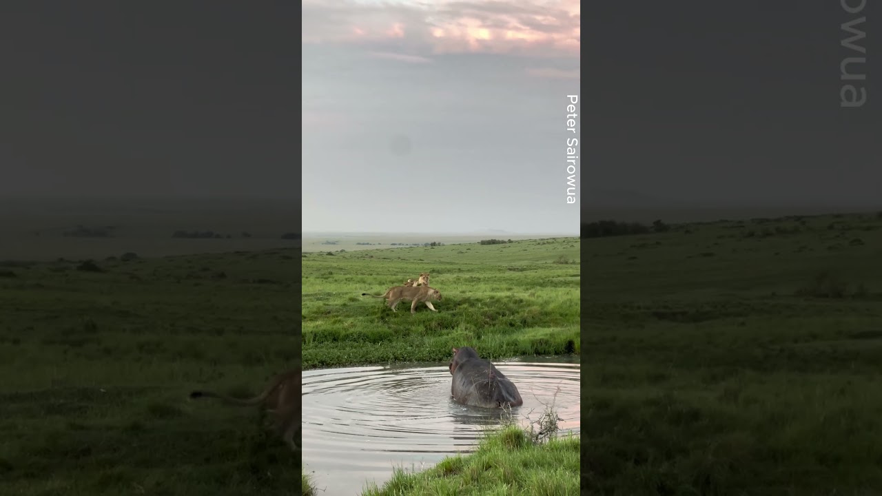 Hippo Jumps Into Water to Escape Lions