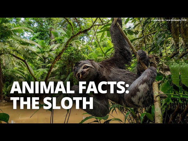 Why are sloths slow? And five other sloth facts!