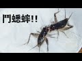 【昆虫バトル】コオロギを戦わせたら激しすぎた(その2) メスを入れると？ Japanese Cricket Fighting!!