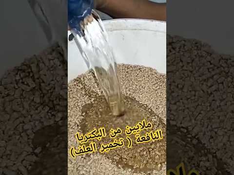 تخمر العلف الفراخ البيضاء مشروع تربية م اسلام نصر 